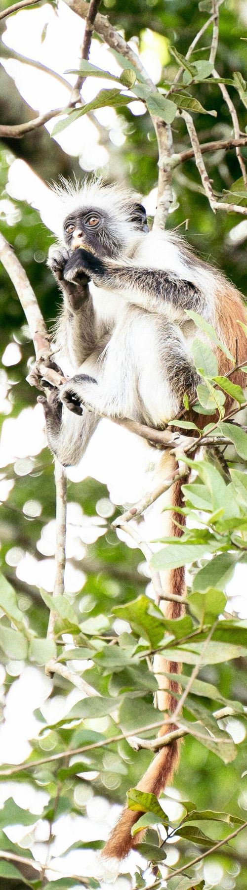 Zanzibar Devenir Proprietaire