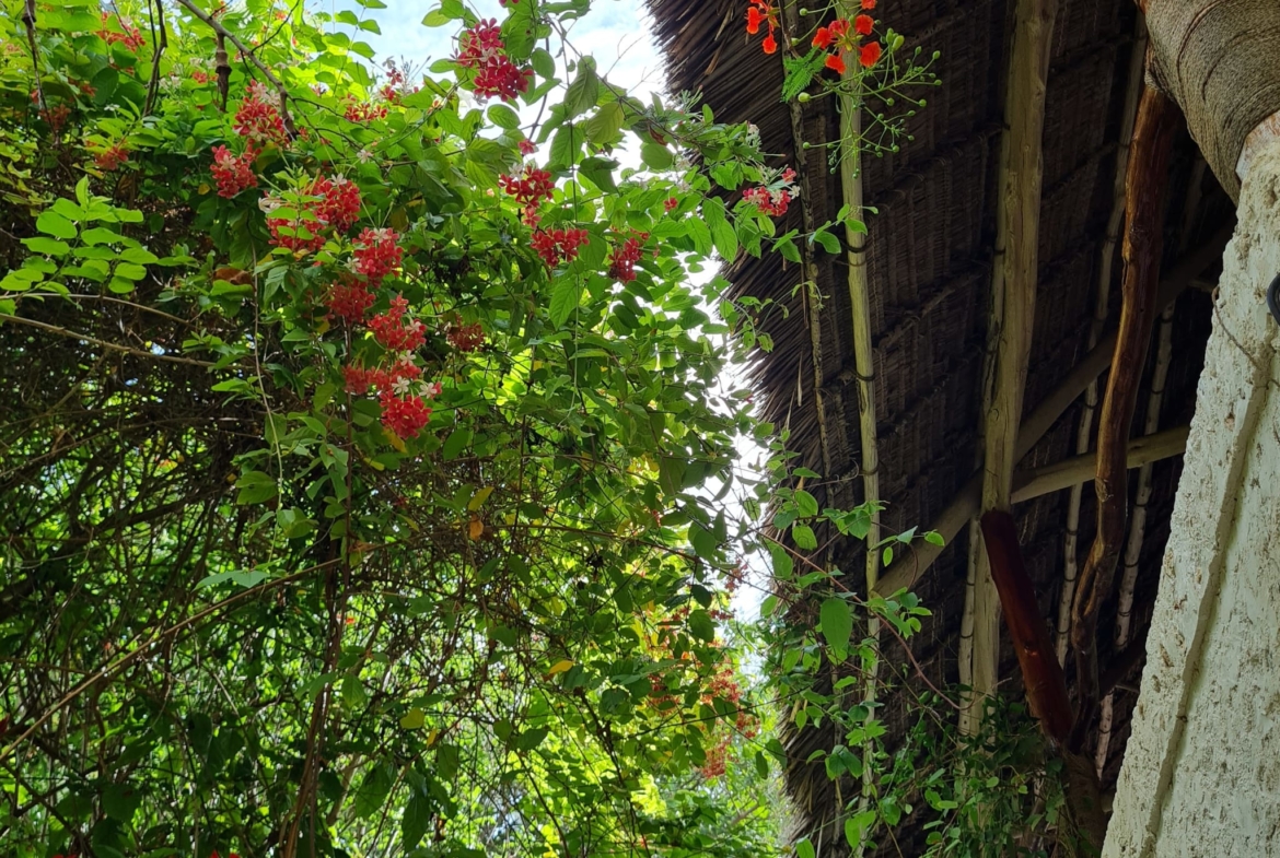 Maison a Vendre Jambiani Zanzibar 2